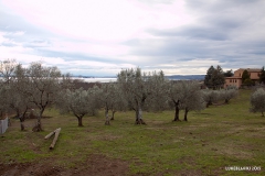 Vigna Del Lago41